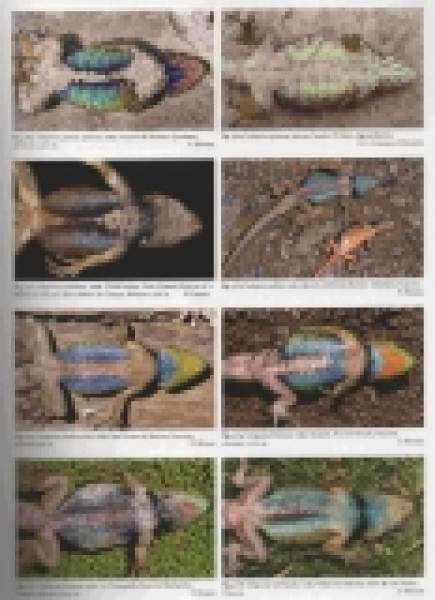 Lizards of Mexico
